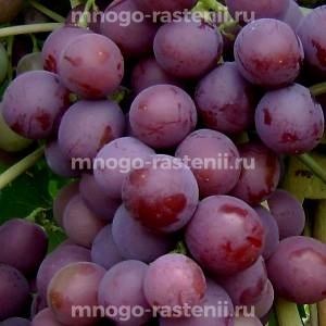 Виноград Вишенка
