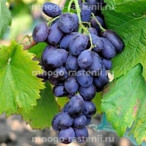 Виноград Виолетта