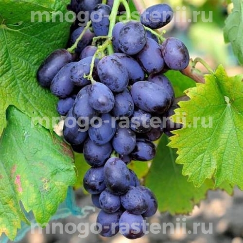 Виноград Виолетта