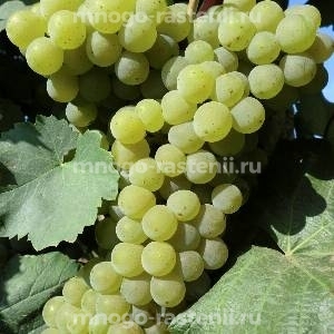 Виноград Богатырский