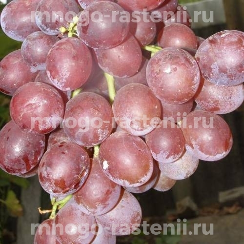 Виноград Брусничный