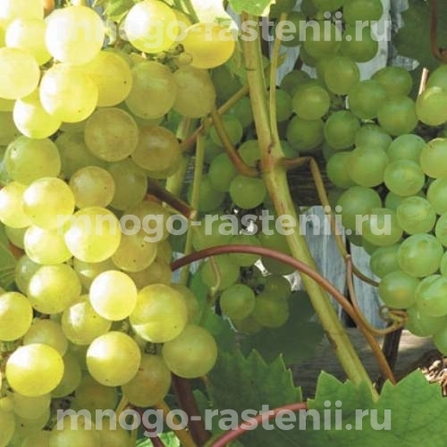Виноград Довга