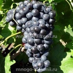 Виноград Кишмиш Изумруд