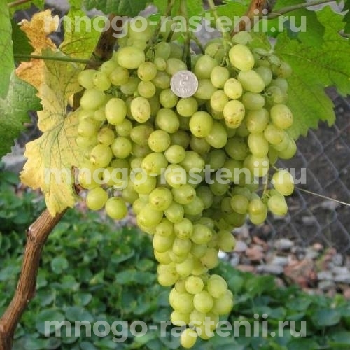 Виноград Лилия