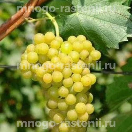 Виноград Лилия