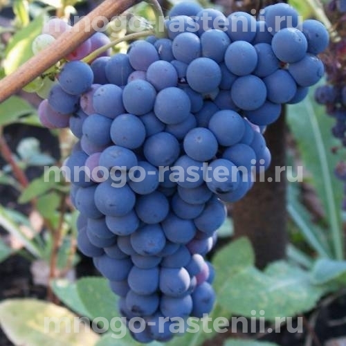Виноград Наталия
