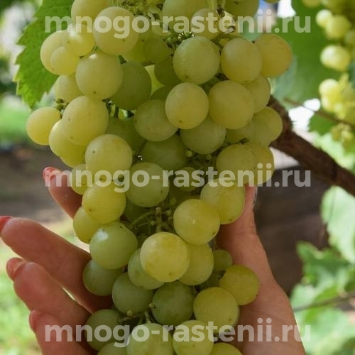 Виноград Крымская Жемчужина