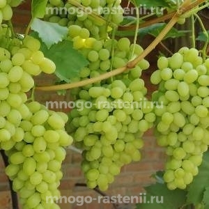 Виноград Лора