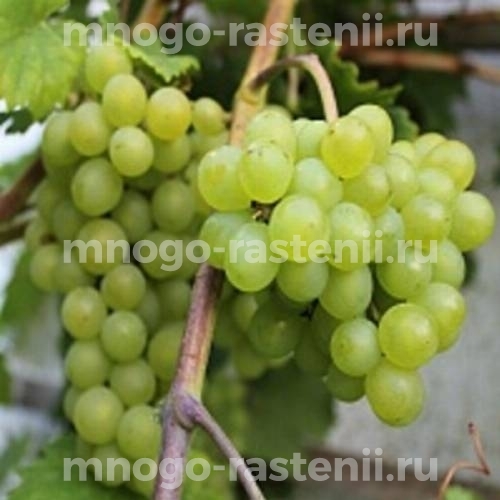 Виноград Краса Севера