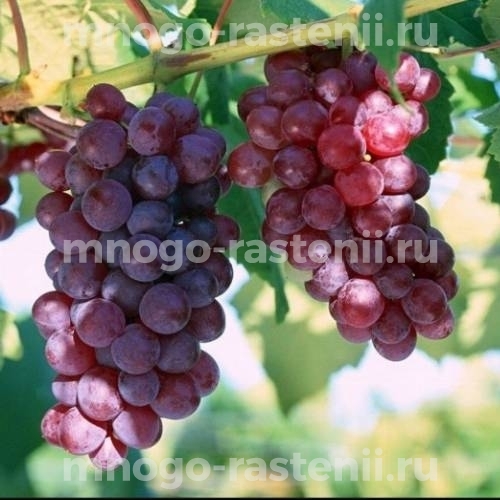 Виноград Элегия