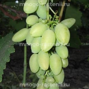 Виноград Элегант