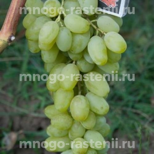 Виноград Венечный