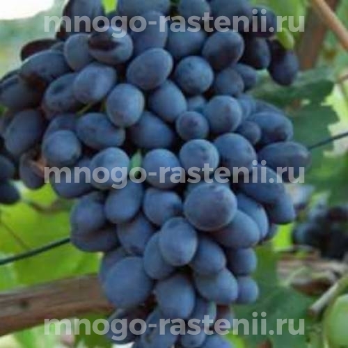 Виноград Декабрьский