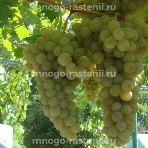 Виноград Талисман