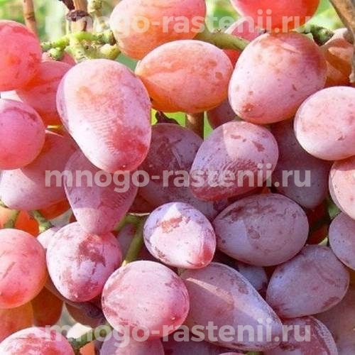 Виноград Тимур розовый