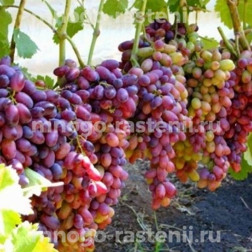 Виноград Тимур розовый
