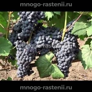 Виноград Мускат Донской
