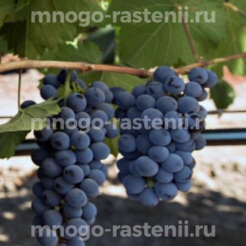 Виноград Мальбек