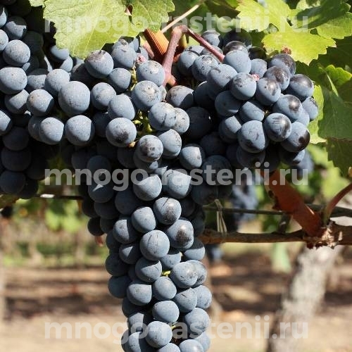 Каберне Совиньон — описание сорта винограда.