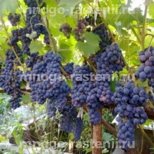 Виноград Ливандийский черный