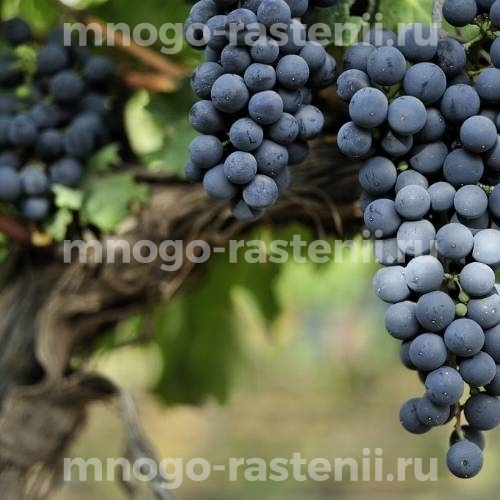 Виноград Ливандийский черный