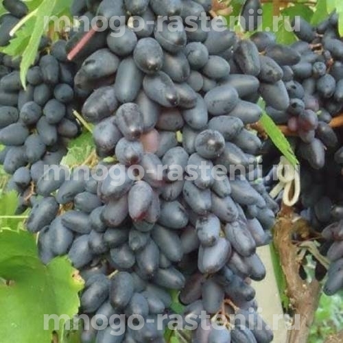Виноград Одесский сувенир