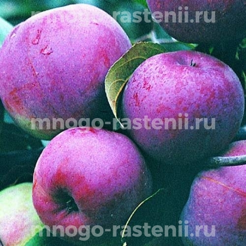 Саженцы Яблони Белорусское малиновое
