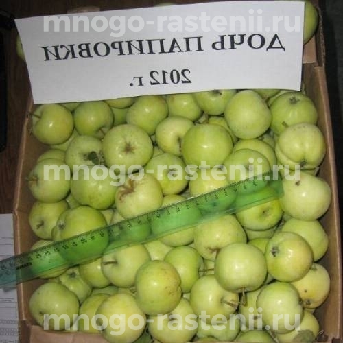 Саженцы Яблони Дочь Папировки