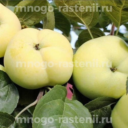 Саженцы Яблони Дочь Папировки