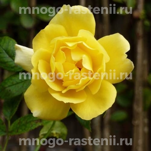 Саженцы розы Клаймбинг Голдмари