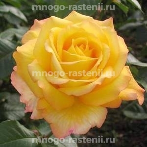 Роза Конга (Rosa Konga)