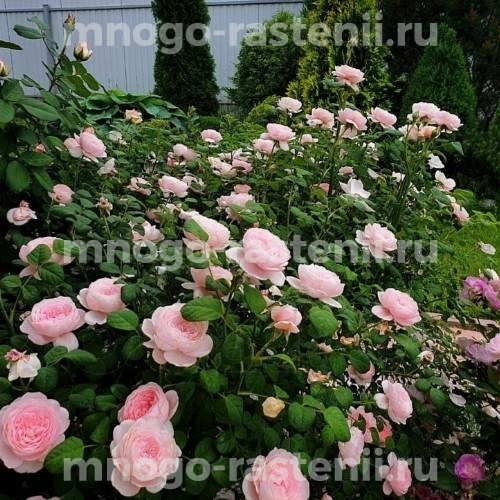 Саженцы розы Королева Швеции (Rosa Queen of Sweden)