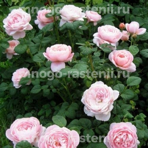 Саженцы розы Королева Швеции (Rosa Queen of Sweden)