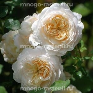Роза Крокус Роуз (Crocus Rose)