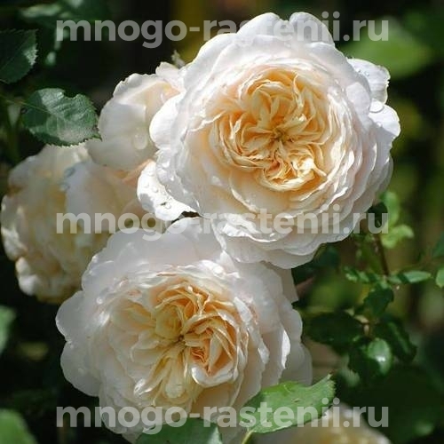 Саженцы розы Крокус Роуз (Crocus Rose)