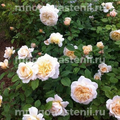 Саженцы розы Крокус Роуз (Crocus Rose)