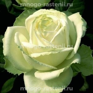 Роза Маруся (Rosa Maroussia)