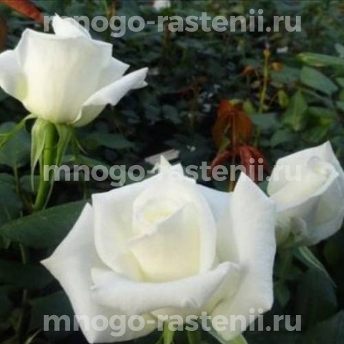 Саженцы Розы Маруся (Rosa Maroussia)