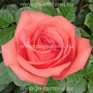Роза Муви Стар (Rosa Muvi Star)