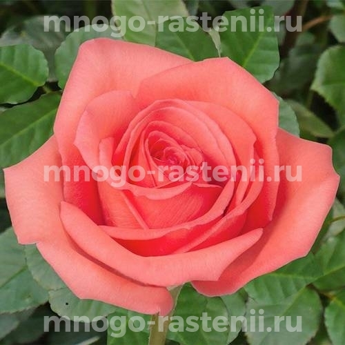 Саженцы Розы Муви Стар (Rosa Muvi Star)