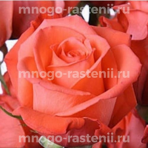 Саженцы Розы Муви Стар (Rosa Muvi Star)
