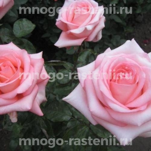 Саженцы Розы Набила (Rosa Nabila)
