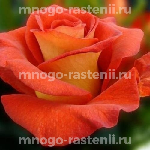 Саженцы Розы Наранга (Rosa Naranga)