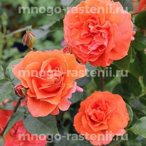 Саженцы Розы Наранга (Rosa Naranga)