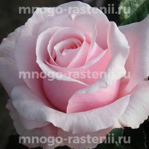 Саженцы Розы Невеста (Rosa Nevesta)