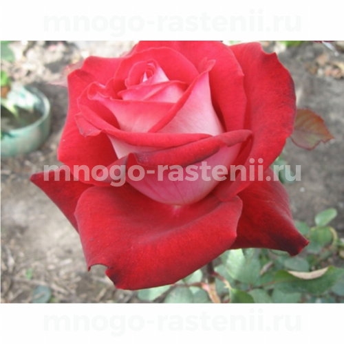 Саженцы Розы Николь (Rosa Nicole)