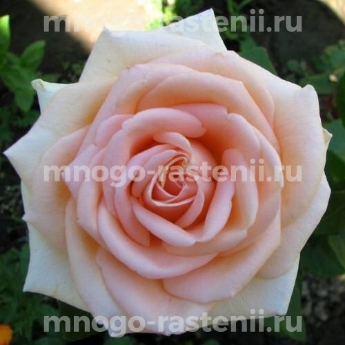Саженцы Розы Осиана (Rosa Osiana)