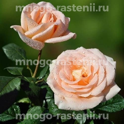 Саженцы Розы Осиана (Rosa Osiana)