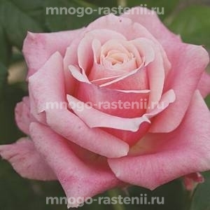 Роза Панама (Rosa Panama)