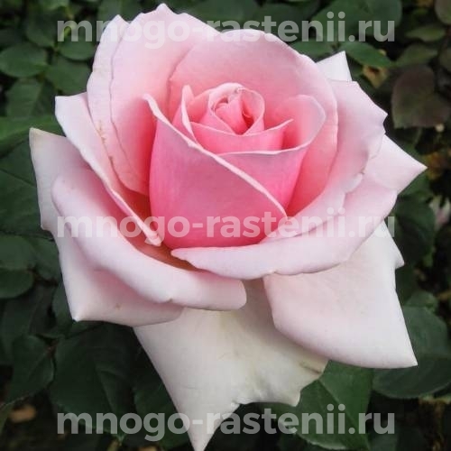 Саженцы Розы Панама (Rosa Panama)